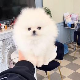 Mia - White female Pomeranian puppy in Chino, California from Teddy-Faced Teacup Pomeranians
