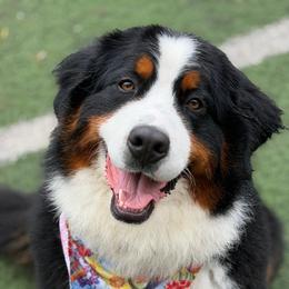 Bernese Mountain Dog puppies from Blue Ridge Bernese
