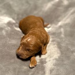Simba - Red  male Goldendoodle puppy in Jacksonville, Florida from Dandelion Doodles