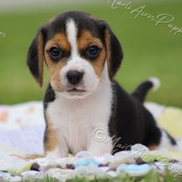 AKC 'Macho' - Black tan and white male Beagle puppy in Lamar, Missouri from Marti Acres ~ Boston Terrier & Beagles