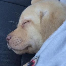Labrador Retrievers from Labradorable Acres