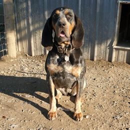 Ronda - Bluetick Coonhound