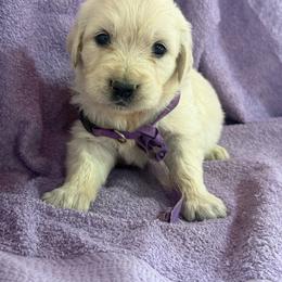 Female - Light golden female Golden Retriever puppy in Tacoma, Washington from Canyon Meadows Farm