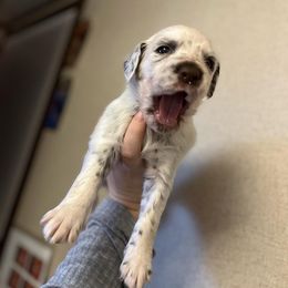 Dalmatian Puppies from A’s Spots & Dots Dalmatians