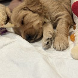 Australian Labradoodle Puppies from My Three Doodles