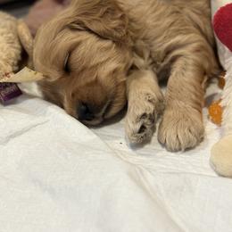Australian Labradoodle Puppies from My Three Doodles