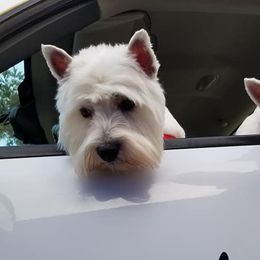 Scottish Terriers from The Alpha Den