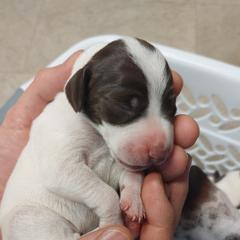 German Shorthaired Pointer Puppies from Paradise Pups Utah