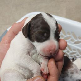 German Shorthaired Pointer Puppies from Paradise Pups Utah