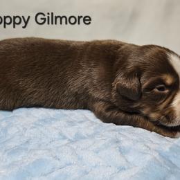 Hoppy Gilmore - Red tri male Miniature Australian Shepherd puppy in Owensboro, Kentucky from JnT's Bluegrass Mini Aussies