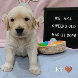 Brown collar boy - Light golden male Golden Retriever puppy in Rochester, Washington from Grand Mound Goldens