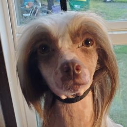 Chihuahuas, Chinese Cresteds, and Papillons from Fabulis Toys (Chinese Crested, Papillons, Chihuahuas)