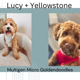 Goldendoodle puppies from Gracious Doodle Dogs