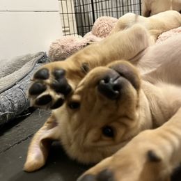 Labrador Retriever Puppies from Sycamore Kennels