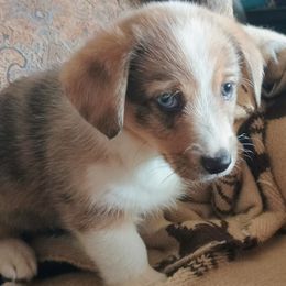 Kaleidoscope - Sable merle and white American Corgi puppy in Ellensburg, Washington from Faery Mount Farm