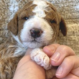 Bernedoodle Puppies from Scarlett Doodles