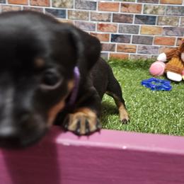 Jackson - Black and tan male Miniature Pinscher puppy in Baton Rouge, Louisiana from Pike's Pups