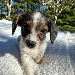 Holly - Piebald female Dachshund puppy in Wytheville, Virginia from Weenie Haven