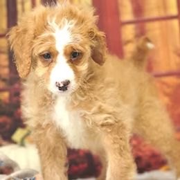 Freddy - Red male Bernedoodle puppy in Moulton, Iowa from Shondel Puppy Paws