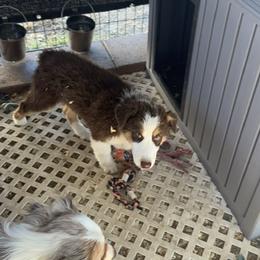 Sunny - Red tri-color male Australian Shepherd puppy in Lancaster, California from Al Sira Australian Shepherds