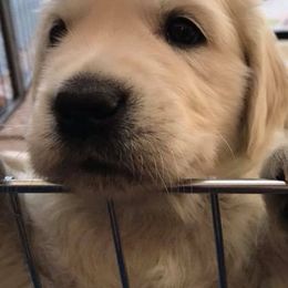 Golden Retriever Puppies from Creekside Golden Kennels