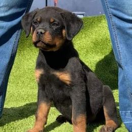 Rottweilers from Von Hause Herrera