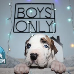 Boy 1 - Great Dane puppy in Michigan from Ohana Great Danes of Michigan