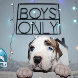 Boy 1 - Great Dane puppy in Michigan from Ohana Great Danes of Michigan