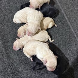 Boy 2 - Yellow male Labrador Retriever puppy in Wilson’s, Virginia from Cedar Hill Farm Labradors