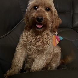 Trudy - Goldendoodle