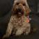 Trudy