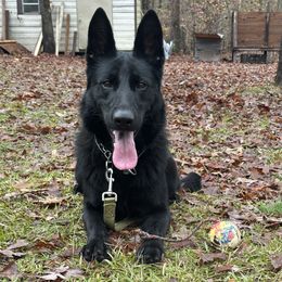 Jersey - German Shepherd