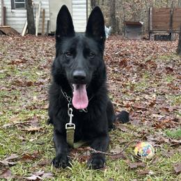 Jersey - German Shepherd