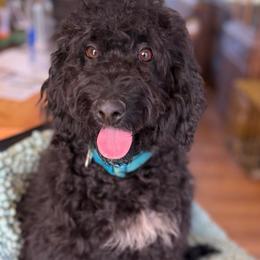 Nova - Black female Labradoodle puppy in Lowville, New York from Adirondack Labradoodles