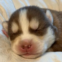 McLaren - Chocolate male Pomsky puppy in Greenfield, Minnesota from SRF Pomskies