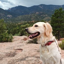 Sunny - Golden Retriever