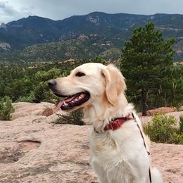 Sunny - Golden Retriever