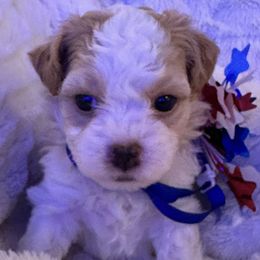 Princess Cinderalla - Red female Havanese puppy in North Richland Hills, Texas from A Royal Havanese Court