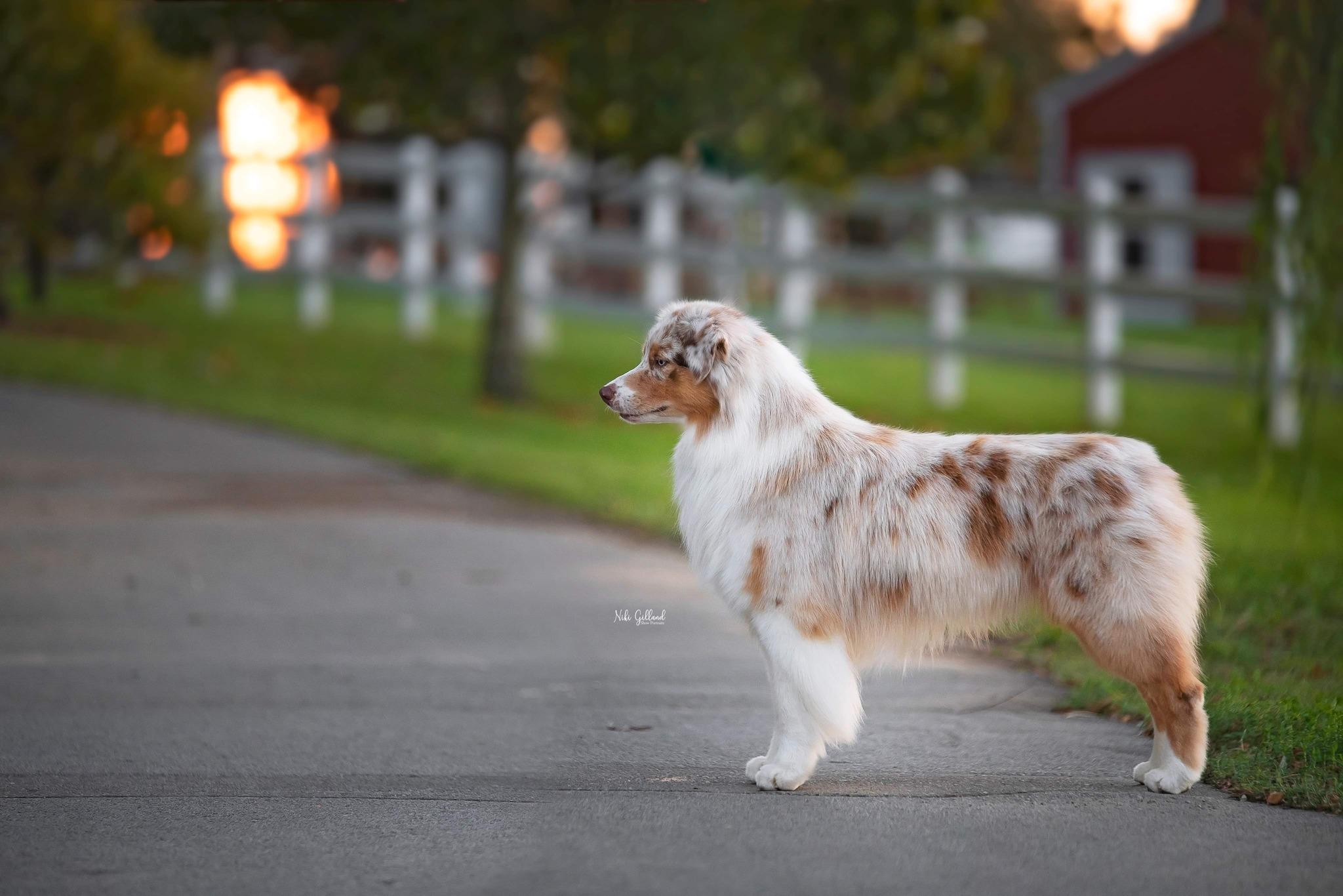 GCH ASCA CH Bluefire's Stole Her Heart FDC