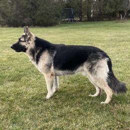 Kato - Shiloh Shepherd