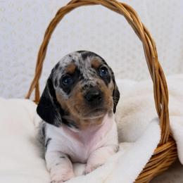 Black and tan dapple piebald 1 - Dapple female Dachshund puppy in Red Bluff, California from Wildflower Weenies