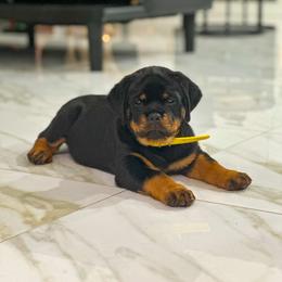Yellow girl - Black and mahogany female Rottweiler puppy in Lake City, Florida from Haus Der Wut Kennels