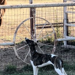 Whippet Puppies from Wendy Stover