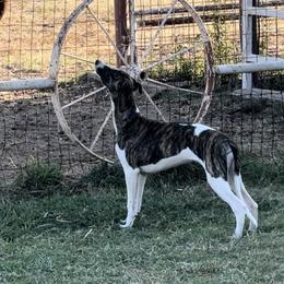 Whippet Puppies from Wendy Stover