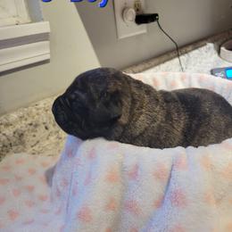 Boy 5 - Brindle male Mastiff puppy in Atlanta, Michigan from Legacy Mastiffs