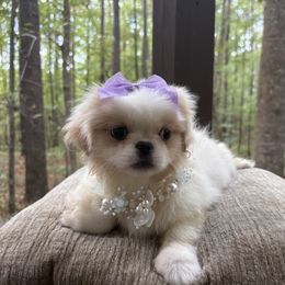Rose - White female Pekingese puppy in Plano, Texas from Dogs lovers