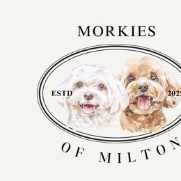 Morkies from Morkies of Milton