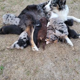 Australian Shepherd Puppies from 4V Aussies