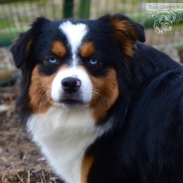 Delilah - Black tri female Miniature American Shepherd puppy in Baker City, Oregon from Back Country Aussies