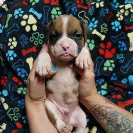 Ferguson - Fawn male Boxer puppy in Cannon Falls, Minnesota from Pattys Boxers and Bulldogs